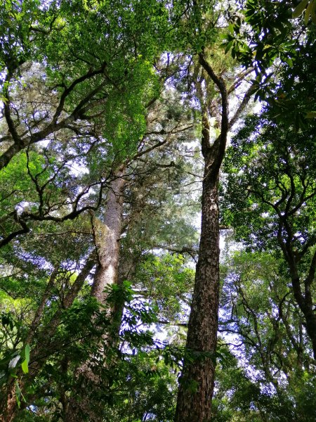 花蓮秀林~巨木森林。#86小百岳卡拉寶山1035557