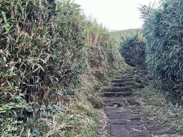 [山頂鳥40周年會員大縱走-15/15] 2024_0806 七星山主峰、東峰步道2571399