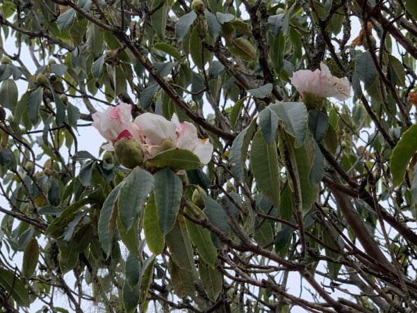 20240210高雄斯拉巴庫山2431573