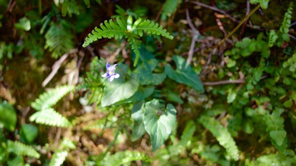 黃金三稜（茶壺山稜）480947