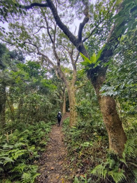 鳳鳴古道 鳳鳴山 南隘勇（南長城）古道 三湖山 八達嶺（龍骨）古道 綠色古道 延平古道2975291