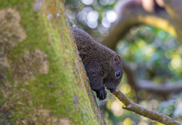 [台北]大崙頭山、碧山巖、忠勇山2746239
