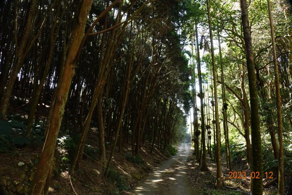 嘉義 竹崎 大坑山2032203