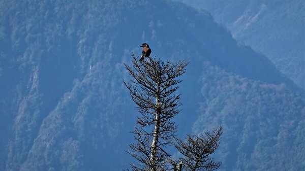 山行漫遊郡大林道上的清水金子郡大三美山 健行筆記