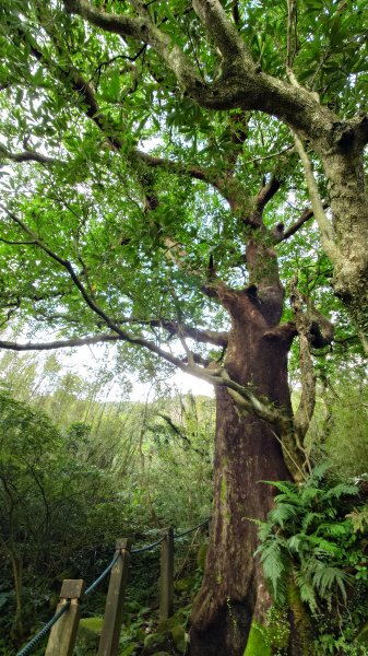 20260125 陽明山前後山健行(無極天元宮~山仔頂步道.向天池.向天山.面天山.二子坪)2997949