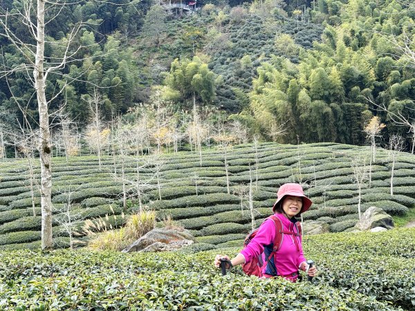 溪頭四秀+羊彎四秀202601182991361