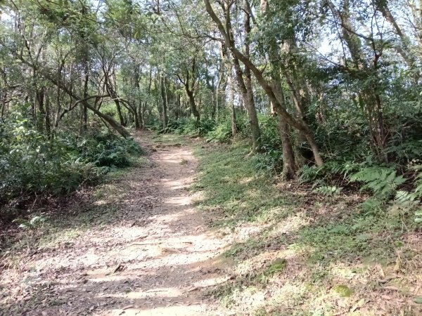 汐止區茄苳越嶺古道+上鹿窟崙山+九層坪山+四分尾山+大尖山8字走2981636