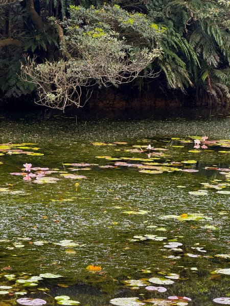 小百岳土庫岳路線上的秘境 山豬湖3029648