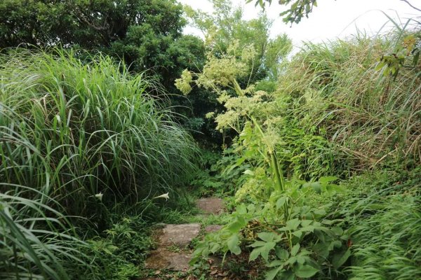 陽明山  菜公坑山 反經石   水車寮步道。林木蓊鬱  豐富的蕨類植披，絕佳避暑古道2174048
