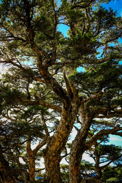 [冬訪大霸聖山岳參行]-榮耀桂冠B'bu' Papak聖稜精選輯2974813