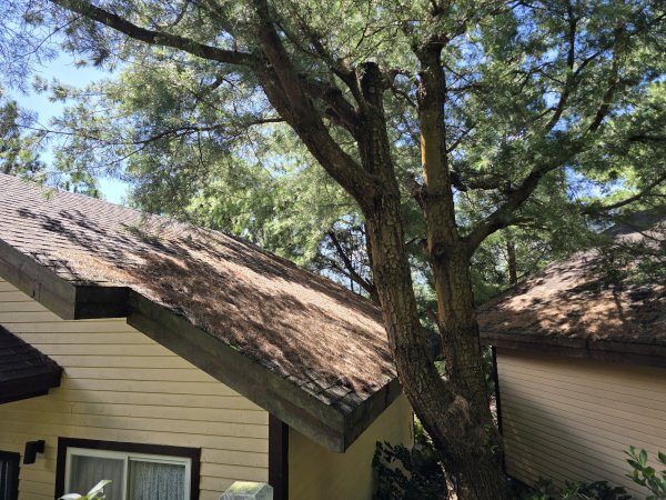 [皮皮獅探險隊-09/10] 2025_0816 野馬瞰山步道2862669