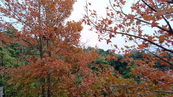 大坑4號步道楓葉紅了1952760