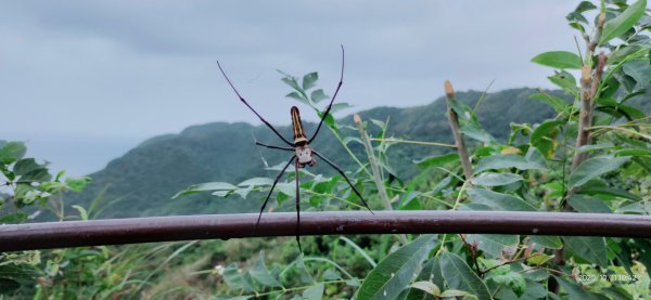 小百岳行~大武崙山(#003)1137606