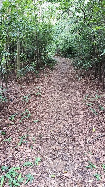 20250607 新竹竹東三山(樹杞林山 - 新具庄山 - 員崠子山)  O型2809000