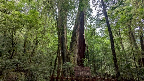 鎮西堡巨木步道群 (B區)2861199