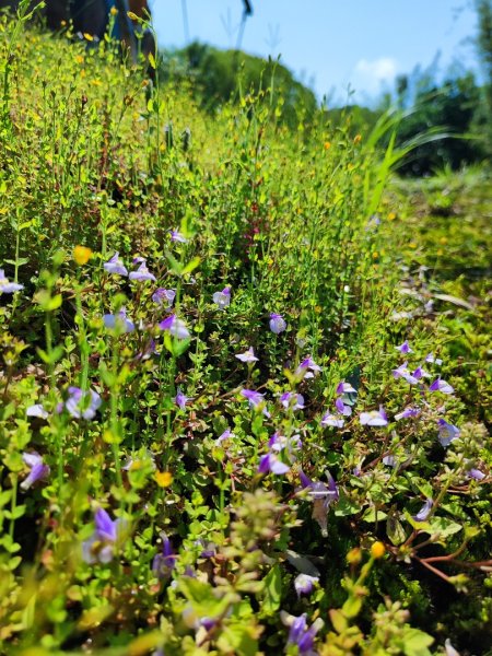 淡蘭北2+1逆走二刷2772762