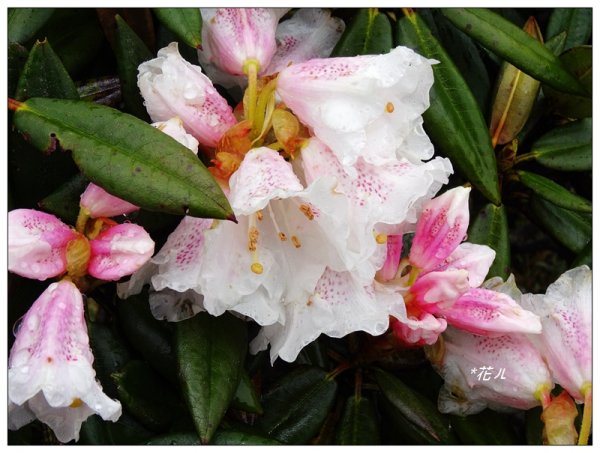 合歡石門山步道907854