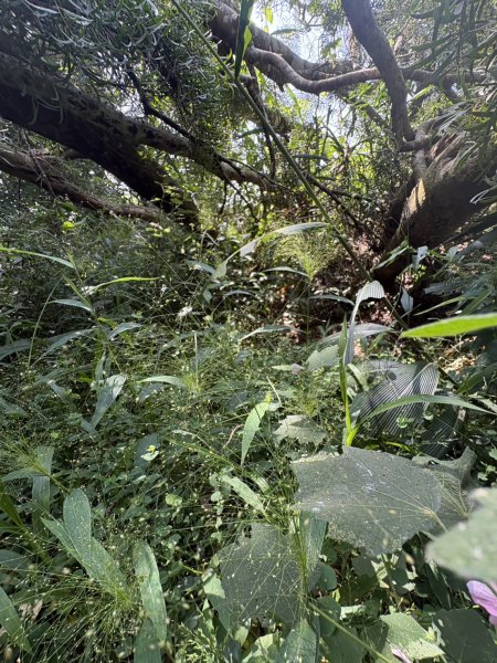 20251011台南刣牛湖山登山步道2915061