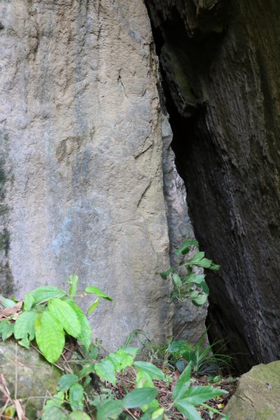 雲林古坑~盤踞岩壁的青蛙石。草嶺青蛙石1025877