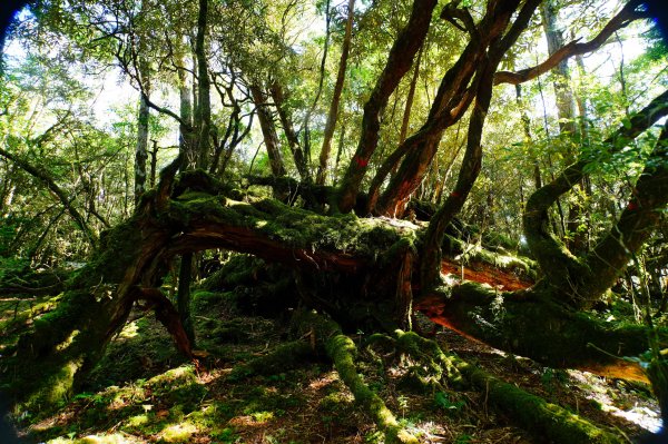 桃園 復興 達觀山、拉拉山3101841