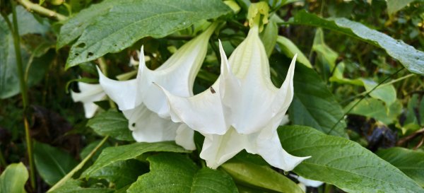 2025/12/06-光高天+南大龜+向天湖+三角湖山2957678