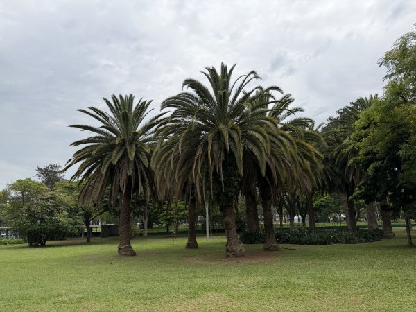 [紐約馬之行-67] 2025_1116 伊比拉布埃拉公園-上2955046