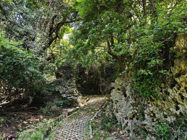 [百山百鳥尋旅-02/15] 2025_0809 社頂自然公園步道2857114