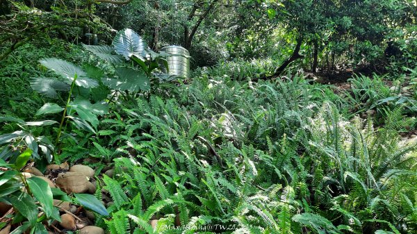 《台中》心靈雞湯｜大肚萬里長城登山步道O繞202507052827448