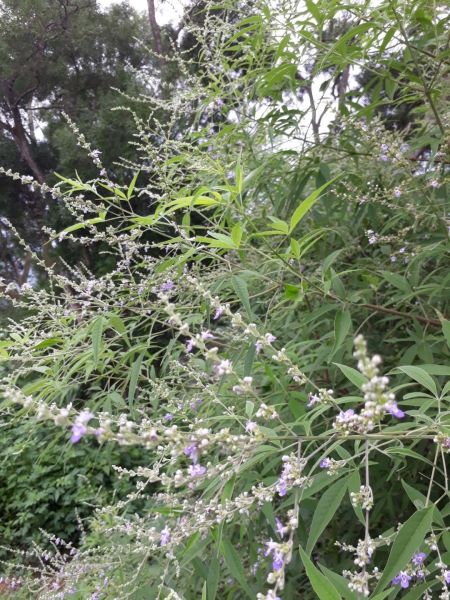 台中新田登山步道20180823396400