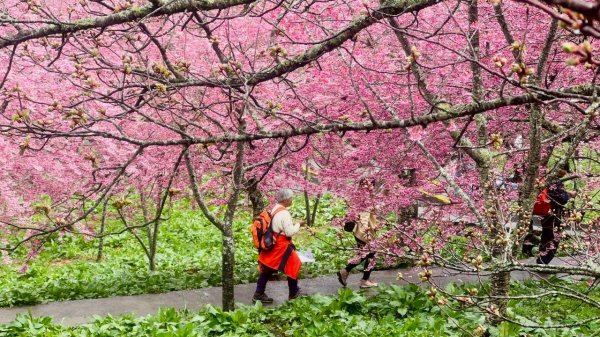 🌈3/1（日）福壽山農場~千櫻園✨FB：熊熊趴爬走🌈3008559