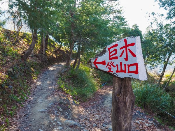 [新竹]司馬庫斯神木步道527209