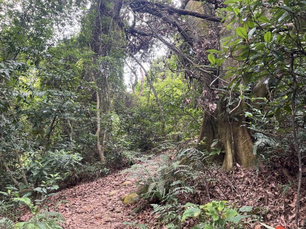 [皮皮獅探險隊-04/10] 2025_0706 三段崎古道2831765