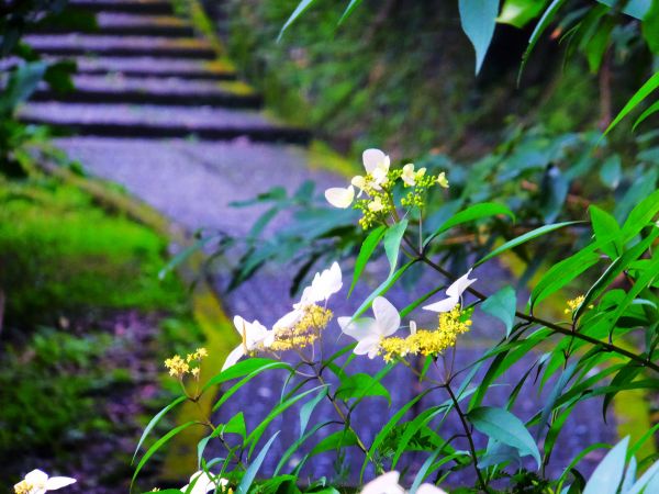 貓空 杏花林 滿園春色278328