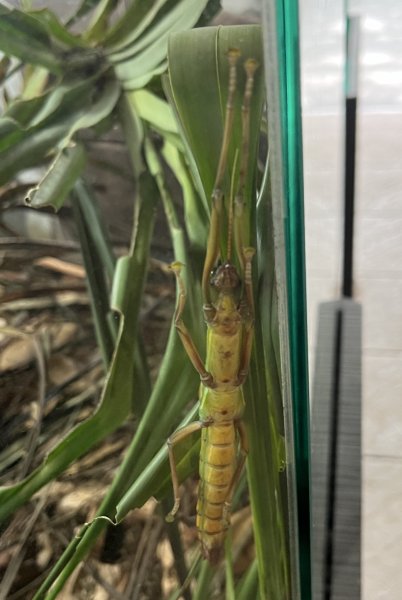 [2024動物園探險隊] 2024_0908_臺北市立動物園(祖父母節)2590243