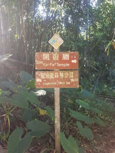 林內龍過脈森林步道182818