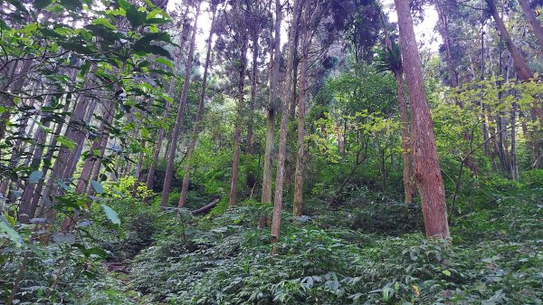 溪頭鳳凰山二刷1667663