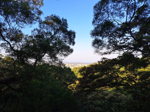新竹鳳崎落日，司馬庫斯神木群，李崠山步道3131074