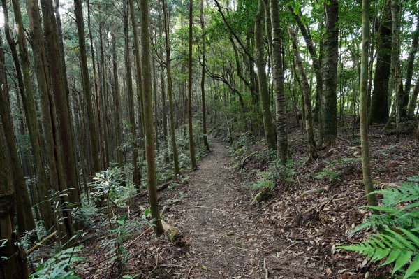 新竹 尖石 高台山、島田山2327040