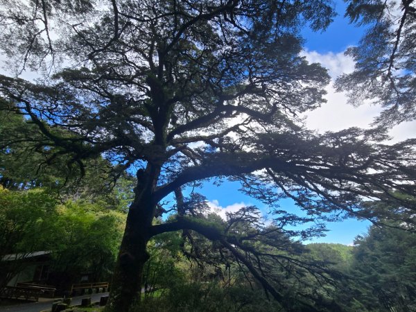 塔塔加步道（大鐵杉登山步道）2883101