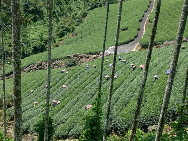 華山4-2號步道上雲嘉連峰2579355