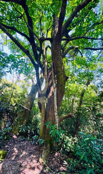 八結古道 頭寮山 慈湖3040531