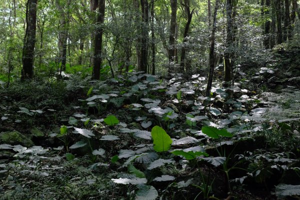 新竹尖石鄉 煤源社區上李棟山、大混山出凌空廊道2550505