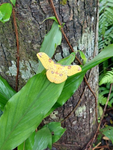 新竹內灣麥樹仁山五連峰2763844