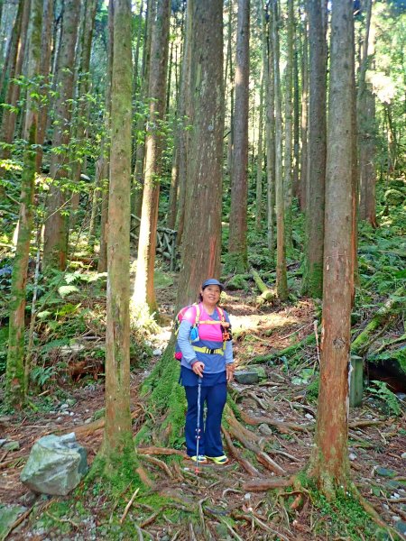 橫嶺山連走鳶嘴山2019/4/30575780