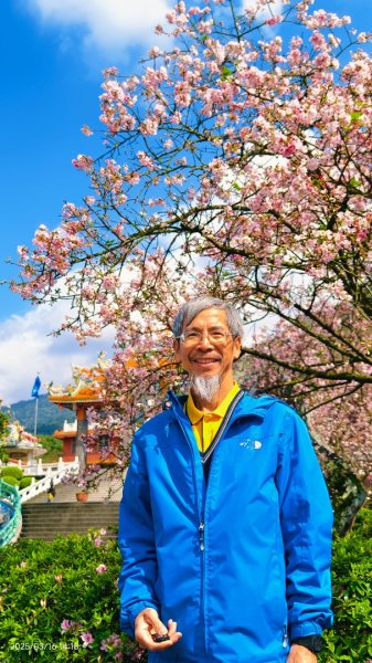 #綠繡眼 訪花 #吉野櫻 #天元宮 #楓樹湖 03162736703