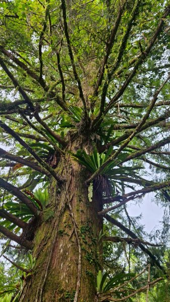 20250420古魯古道-大元山-大元國小2767389