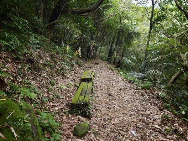 [淡蘭古道] 2026_0531 北路第一段_燦光寮古道(下)-牡丹溪畔