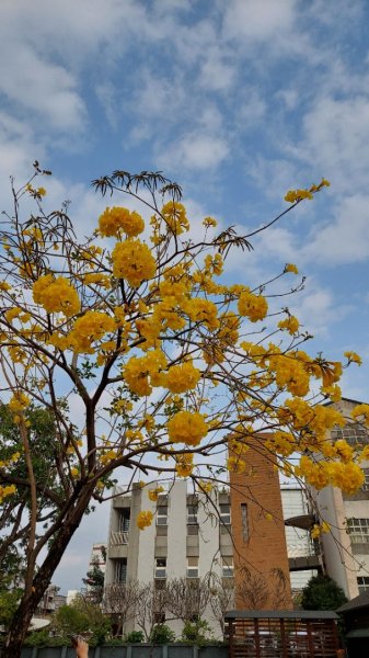療癒森呼吸，阿里山三日行2764437