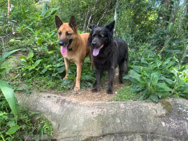 苗栗縣獅潭鄉鳴凰古道O型縱走2803643