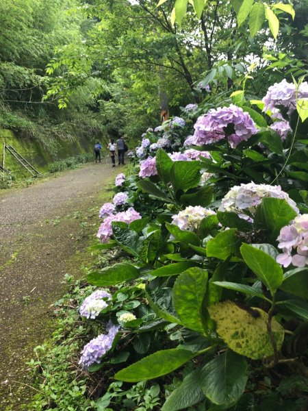 威赫山、多崖山、北插天山O走1746626